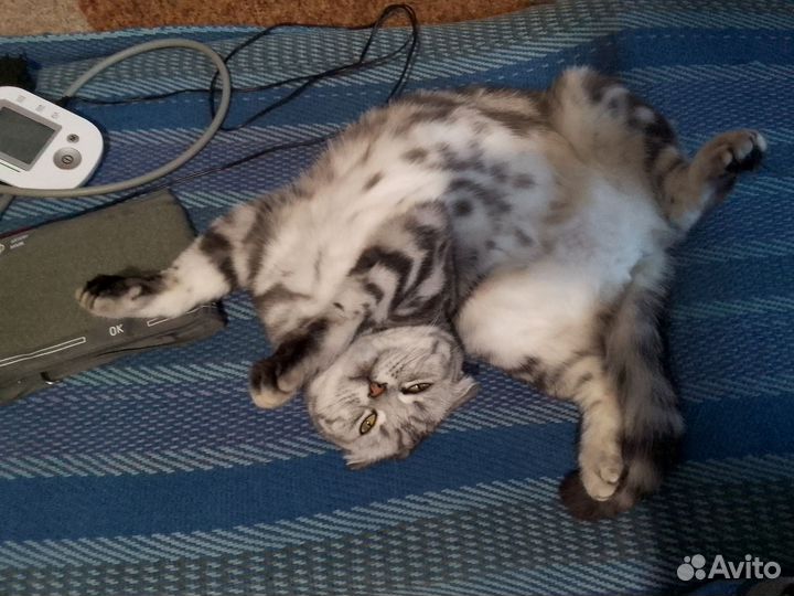 Отдам бесплатно кошечку в хорошие руки