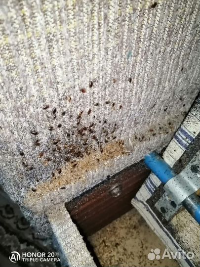 Единая служба дезинфекции