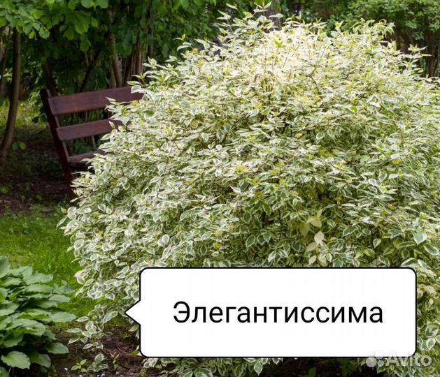 Дëрен в ассортименте