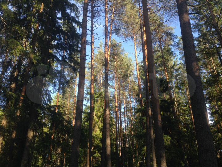 Участок 1,16 га (ИЖС)