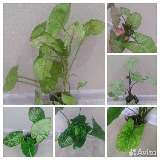 Сингониумы сортовые