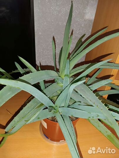 Красула толстянка