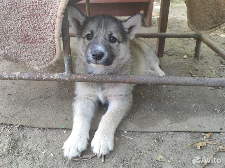 Маленькие мальчики ищут дом