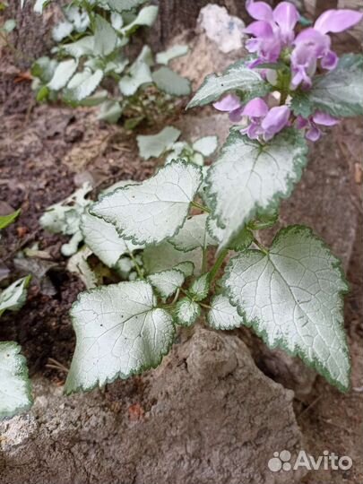 Крапива декоративная