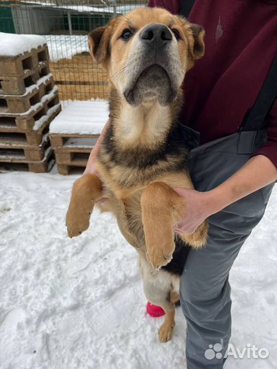 Валли плохо в приюте. Спасите его оттуда