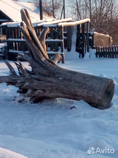 Корень дерева