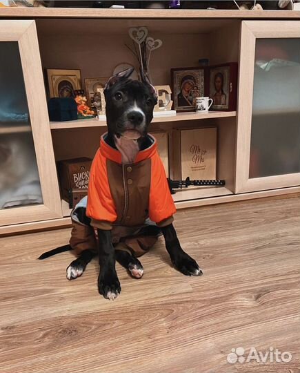 Одежда для собак