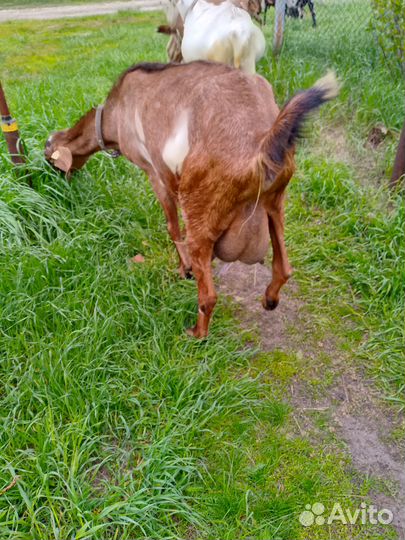 Продам коз