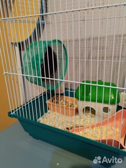 Хомяк с клеткой