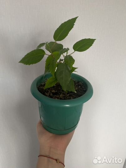 Гибискус китайская роза