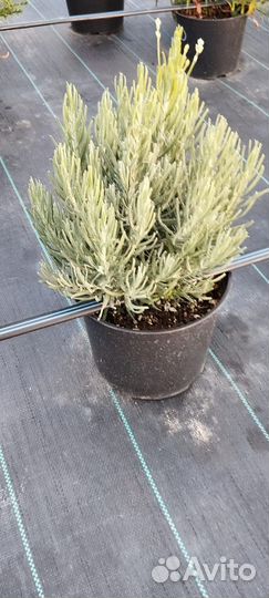 Хризантемы мультифлора