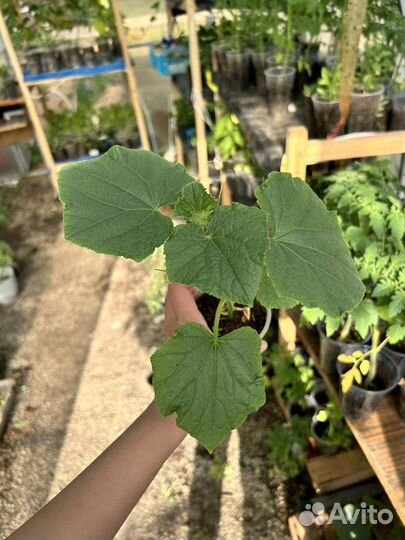 Петуния, томаты, огурцы, перец