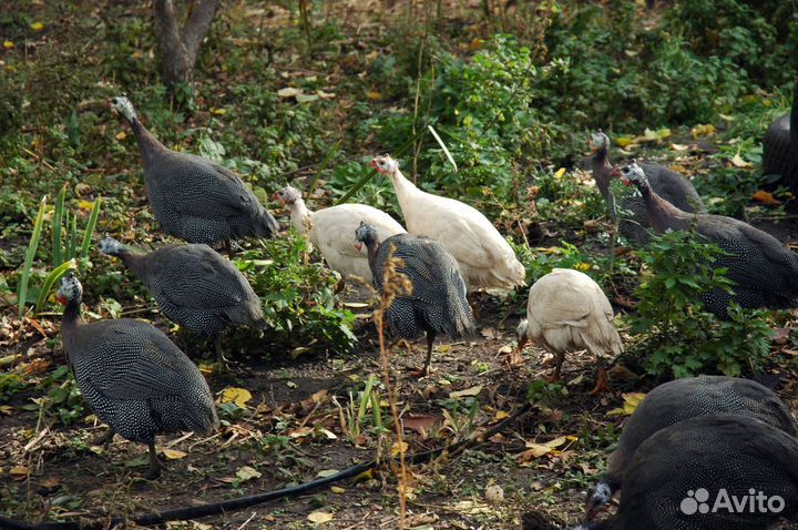 Яйцо цесарки
