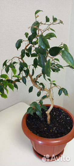 Фикус бенджамина