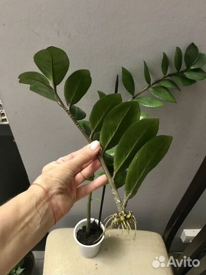 Комнатные растения