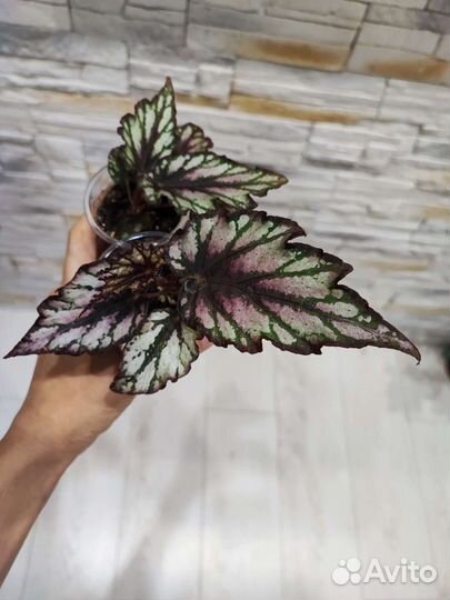 Бегония сортовая