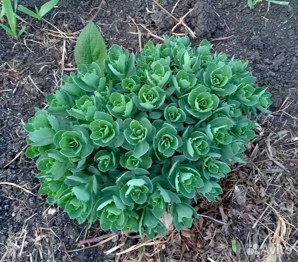 Многолетники для сада