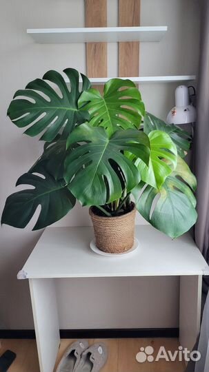 Растение Монстера