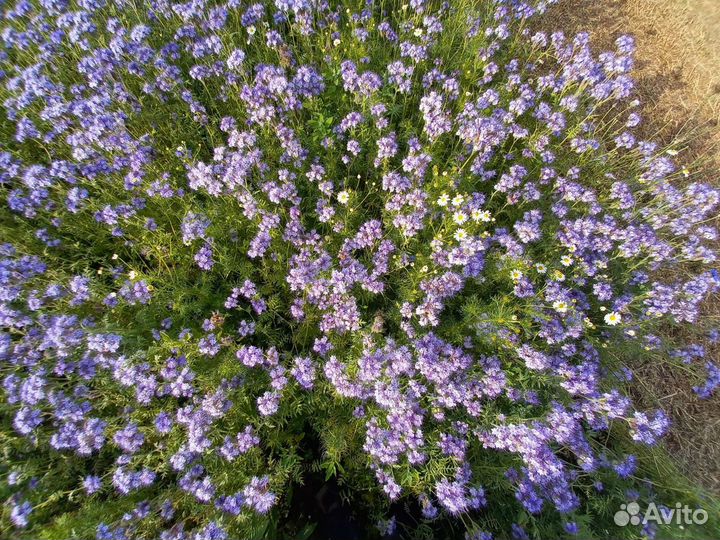 Фацелия семена