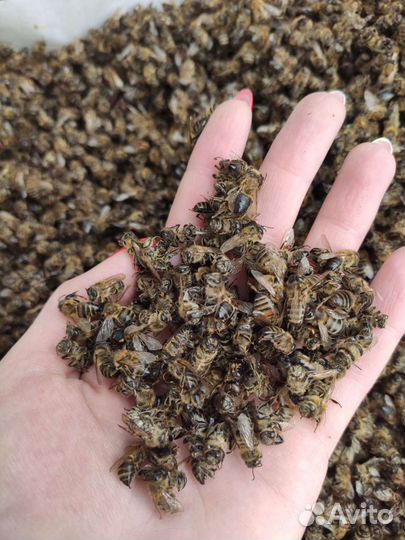 Подмор пчелиный сухой
