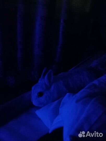 Вязка кролик