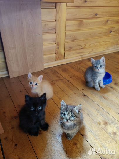 Отдам в добрые руки