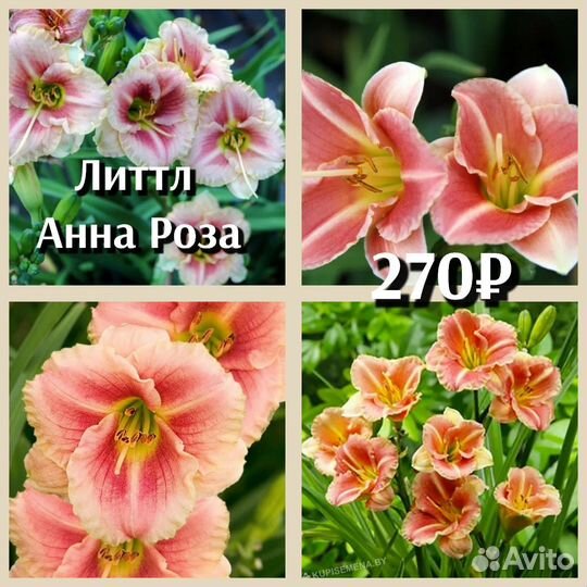 Лилейник 290