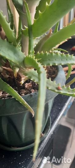 Алоэ лечебный