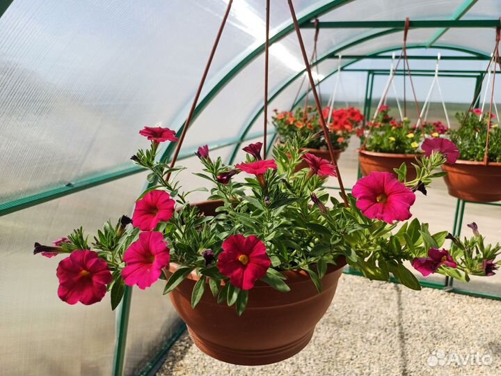 Калибрахоа в кашпо