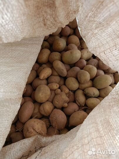 Картофель мелкий на корм скоту