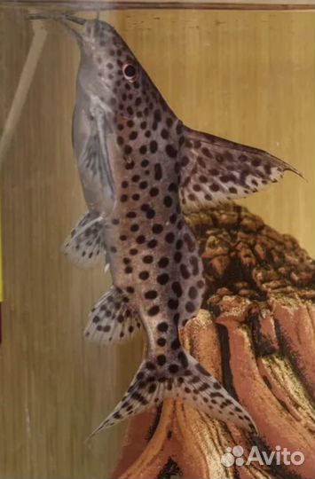 Сом анциструс