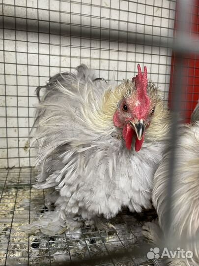 Брама,фавероль,к кохинхин