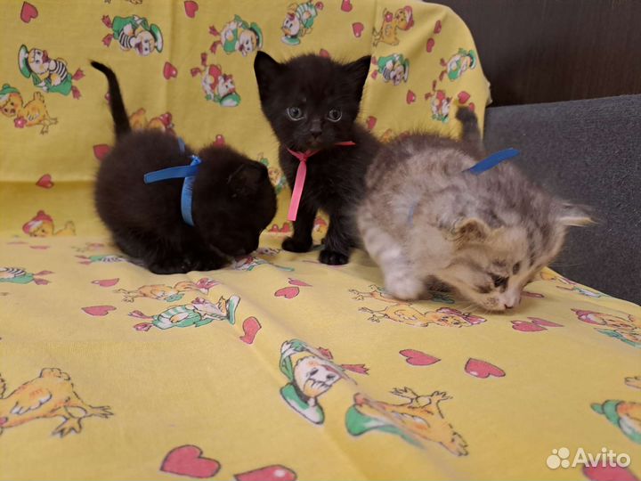 Котята в добрые руки