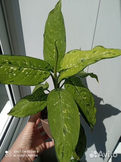 Диффенбахии