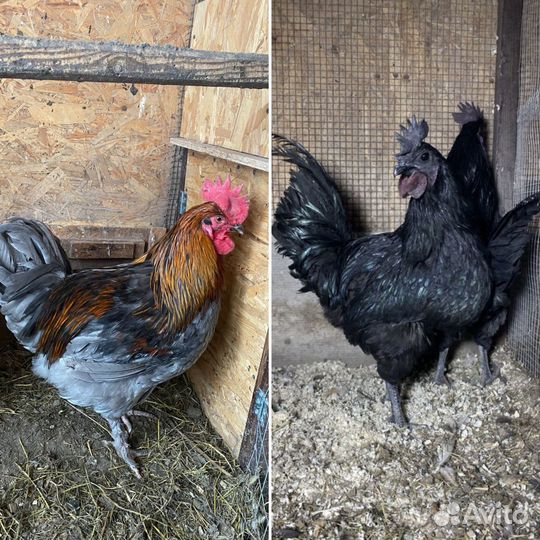 Петухи ухейилюй, маран