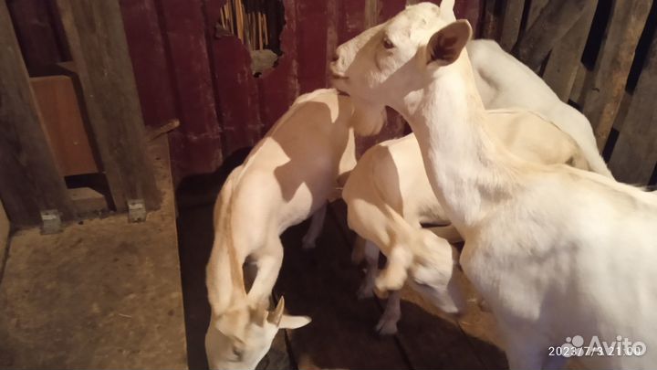 Продаю коз