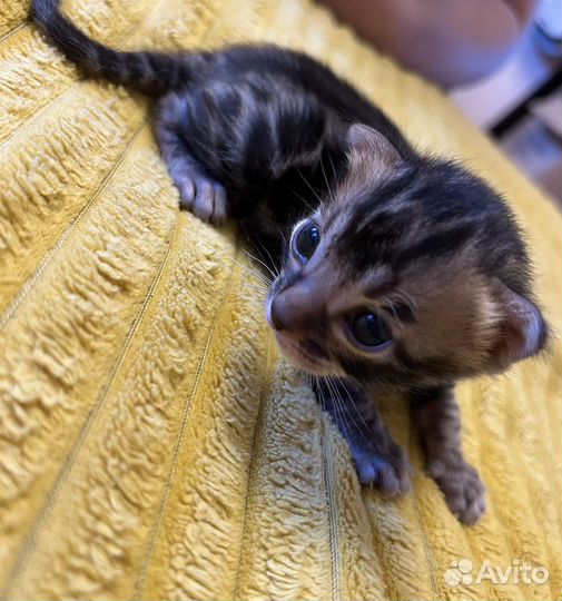 Бенгальские котята