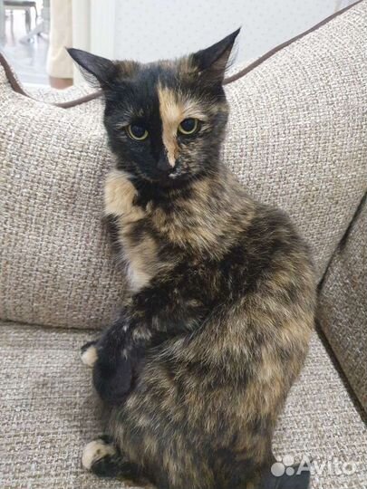 Кошки коты в добрые руки