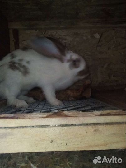 Продам кроликов