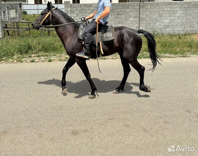 Лошадь