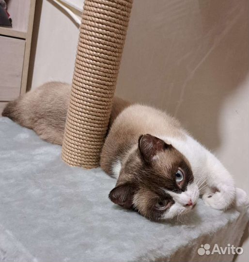 Кошка стерилизованная