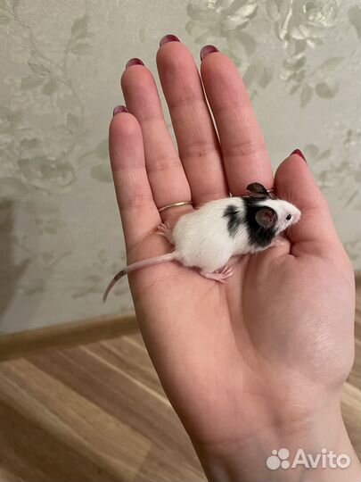 Японские карликовые мыши