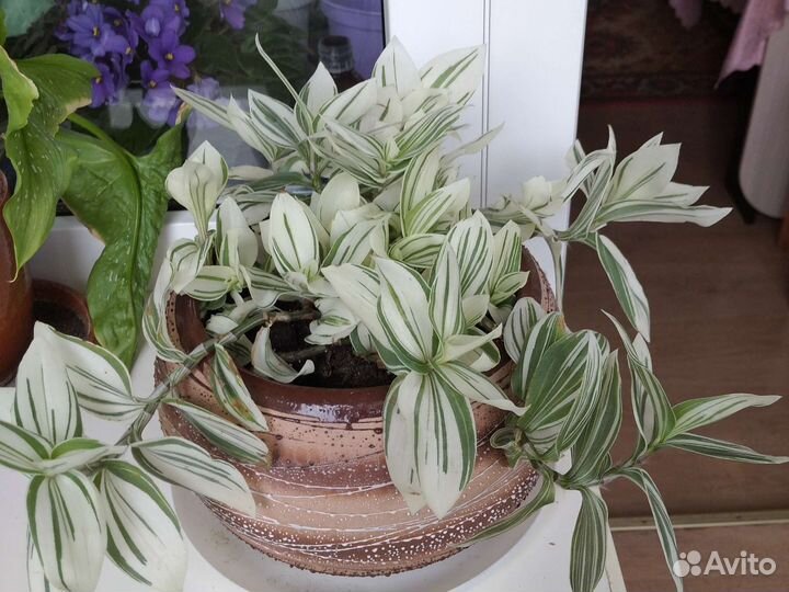 Комнатные растения