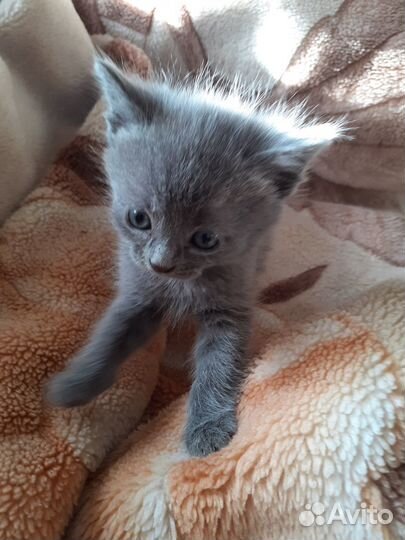 Котята британская длинношерстная