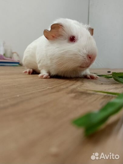 Морская свинка