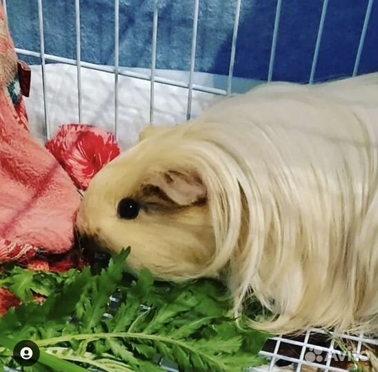 Передержка морских свинок