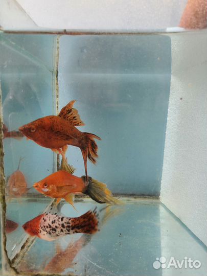 Аквариумные рыбки