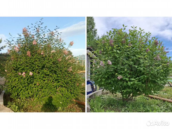 Обрезка деревьев. Плодовые. Ниваки. Стрижка