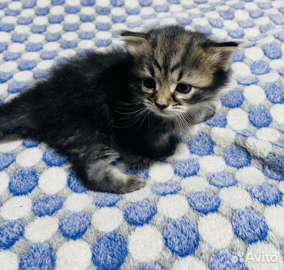 Котятки сибиской крупной