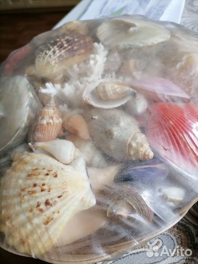 Ракушки в аквариум